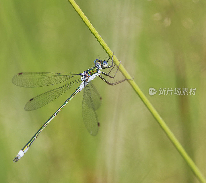 普通翡翠豆娘(Lester sponsa)雄性